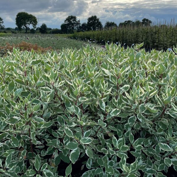 Дерен белый "Variegata" (Cornus alba "Variegata") 100 см