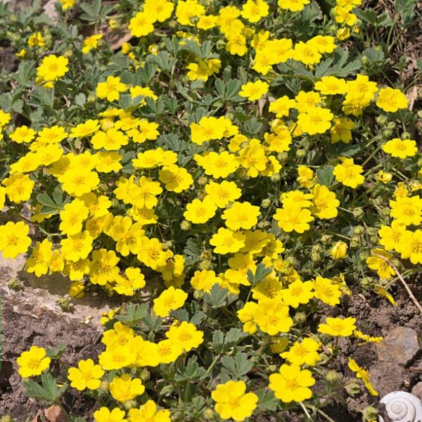 Пятилистник кустарниковый "Голдфингер" (Pentaphylloides fruticosa goldfinger ) (50-100 см)