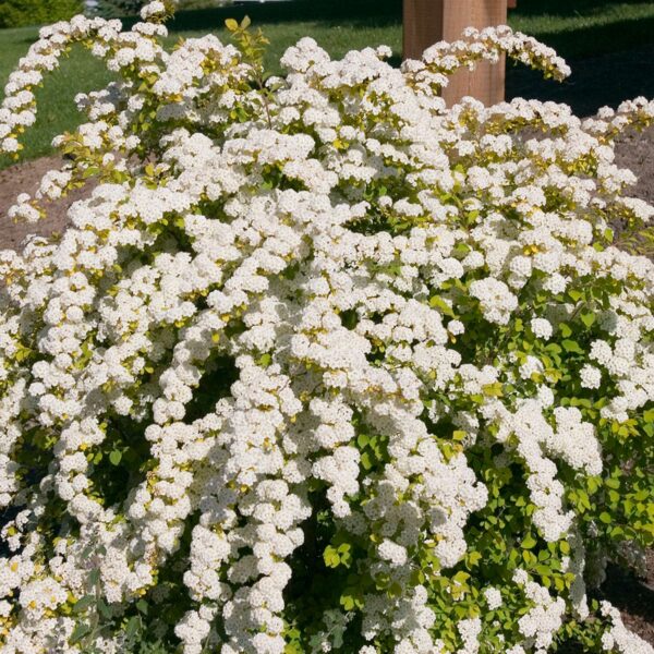 Спирея Вангутта (Spiraea × vanhouttei) 30-50 см